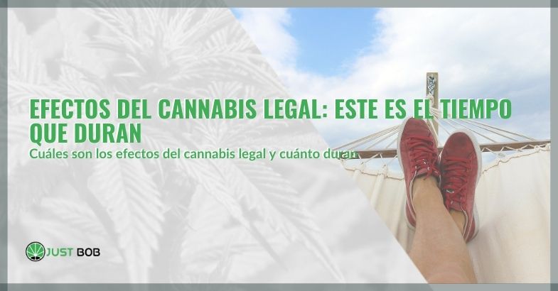 Efectos del cannabis legal: este es el tiempo que duran