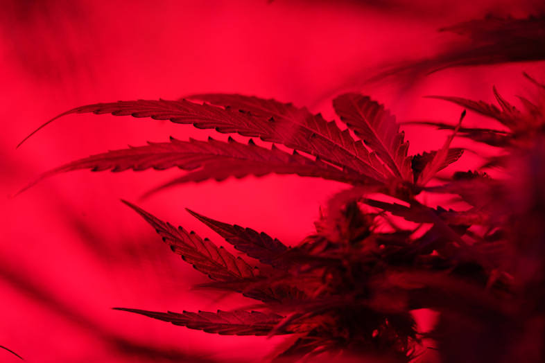 Marihuana CBD