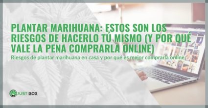 Descubre por qué comprar marihuana online