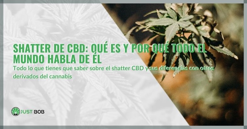 Shatter de CBD: qué es y por qué todo el mundo habla de él