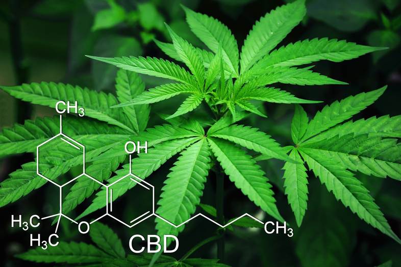 CBD procedente de receptores legales de cannabis