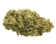 Primer plano de Marihuana CBD Zkittles rica en CBG de cultivo orgánico y sostenible Primer plano de Marihuana CBD Zkittles rica en CBG de cultivo orgánico y sostenible