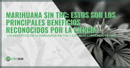 Los beneficios de la marihuana sin THC.