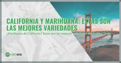 california-marihuana-estas-mejores-variedades-cop California y marihuana: estas son las mejores variedades