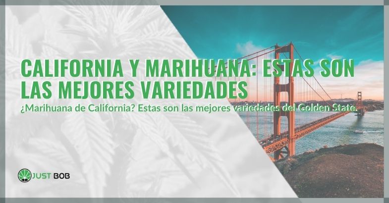 California y marihuana: estas son las mejores variedades