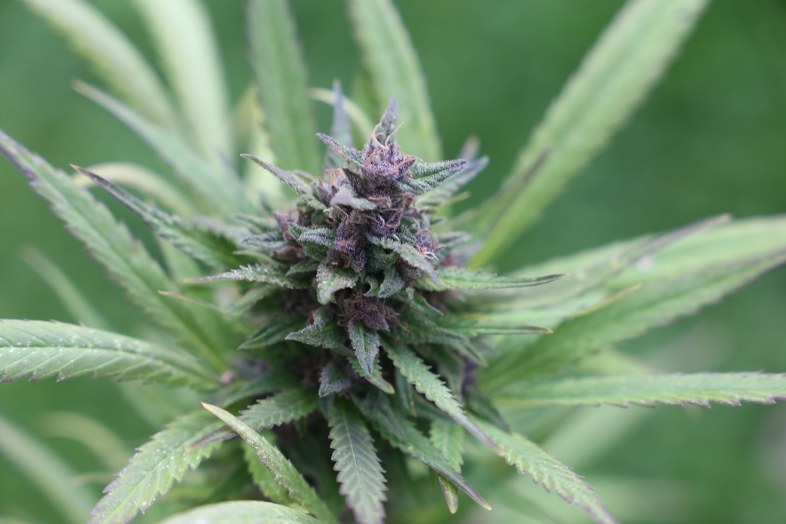 Las variedades de marihuana autoflorecientes para cultivar outdoor