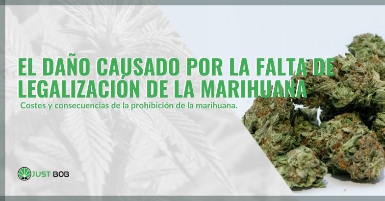 Los daños de no legalizar la marihuana