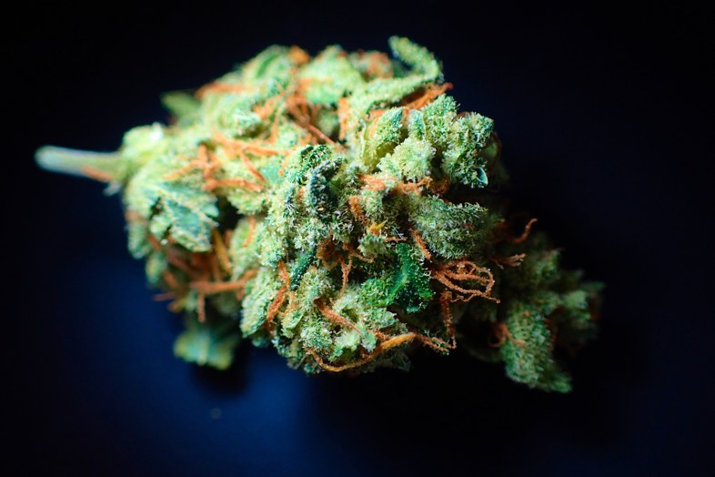 Por que elegir resina de marihuana legal
