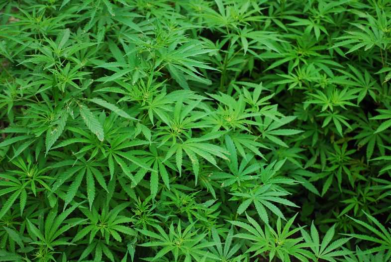 Que dice la ley sobre el cultivo de cannabis en Amsterdam