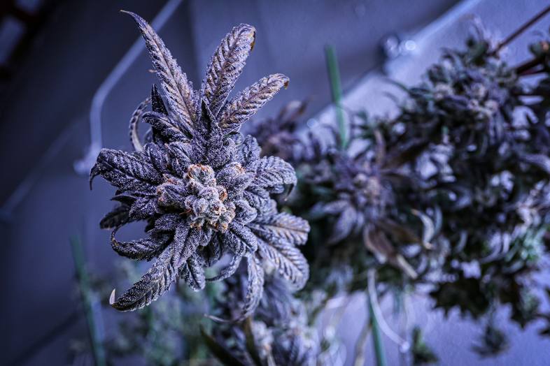 Que es el cannabis medicinal