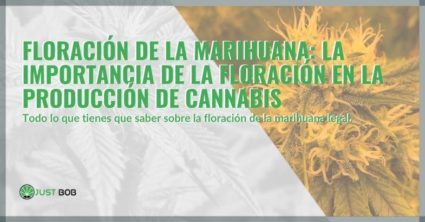 Floración de la marihuana: la importancia de la floración en la producción de cannabis