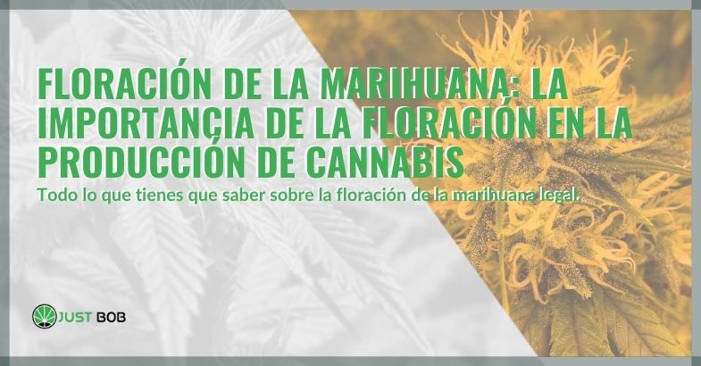 Floración de la marihuana: la importancia de la floración en la producción de cannabis