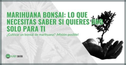 Marihuana bonsai: lo que necesitas saber si quieres uno solo para ti