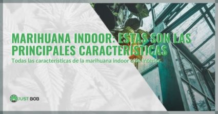 Marihuana indoor: estas son las principales características