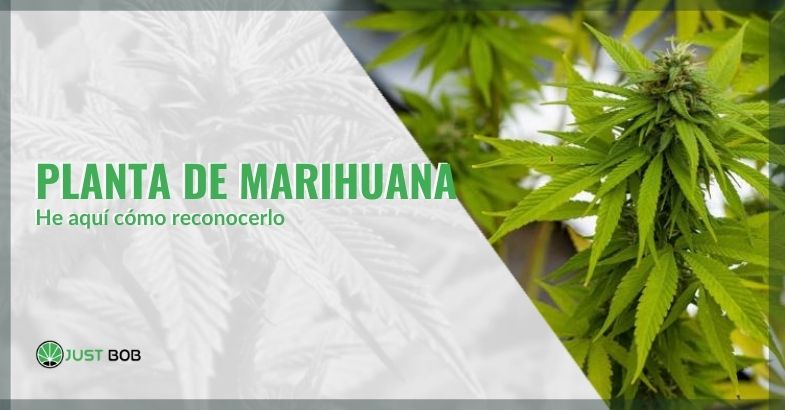 Toda la información para reconocer una planta de marihuana