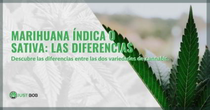 Diferencias entre marihuana índica y sativa