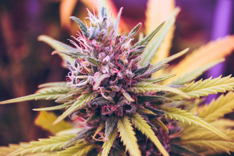 Eso es lo que la marihuana de calidad debe tener olor y aroma.