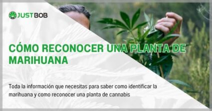 Cómo reconocer una planta de marihuana