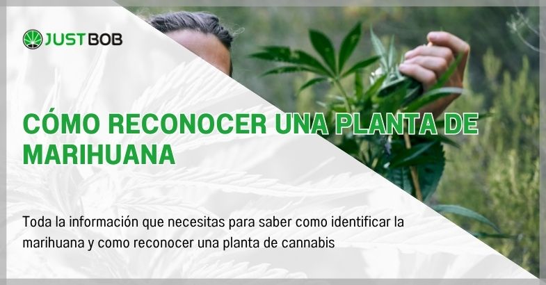 como-reconocer-planta-de-marihuana Cómo reconocer una planta de marihuana