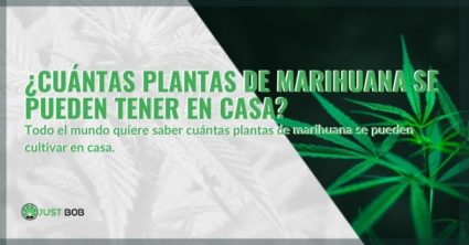 ¿Cuántas plantas de cannabis se pueden tener en casa?