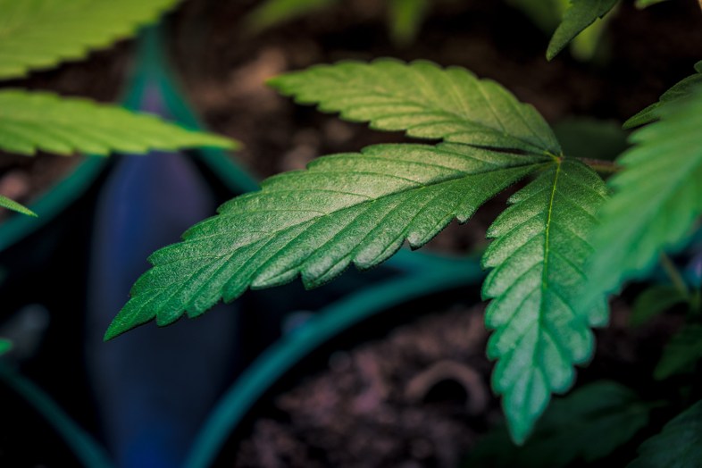 ¿Cuántas plantas de marihuana se permiten cultivar en casa en 2021?