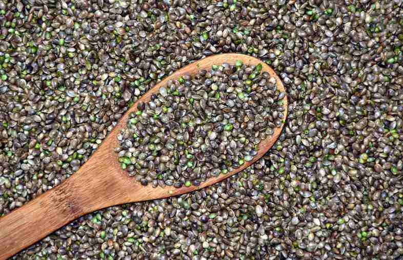 Cómo elegir las semillas de cáñamo de mejor calidad