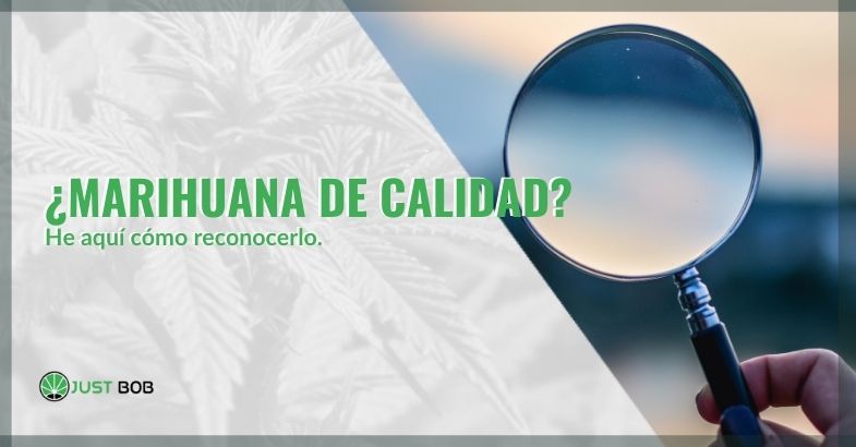 Cómo reconocer la marihuana de calidad