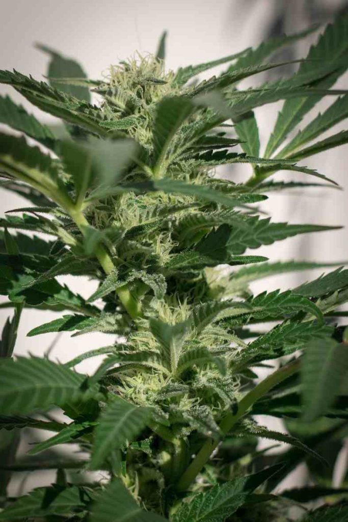 ¿Cuándo y cómo se reconoce si la planta de marihuana es femenina o masculina?