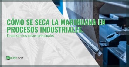 ¿Cómo se seca la marihuana en procesos industriales?