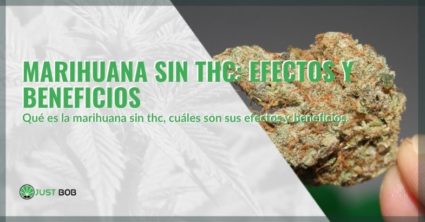 Efectos y beneficios de la marihuana sin THC