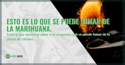 Esto es lo que se puede fumar de la planta de marihuana