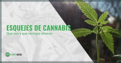 que-son-los-esquejes-cannabis-beneficios ¿Cuáles son los beneficios de los esquejes de cannabis y cuáles son?