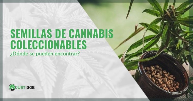 Semillas de marihuana coleccionables: ¿dónde se pueden encontrar?