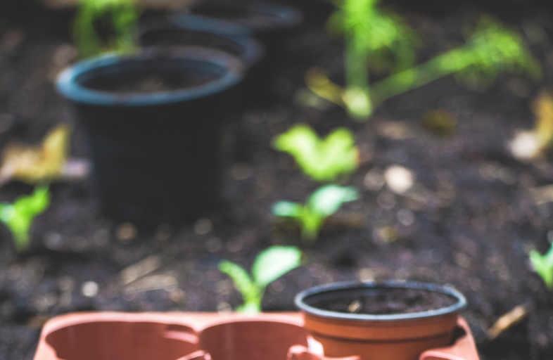 ¿El cultivo de marihuana es ilegal o no?