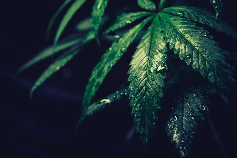 Comprar marihuana online no es ilegal