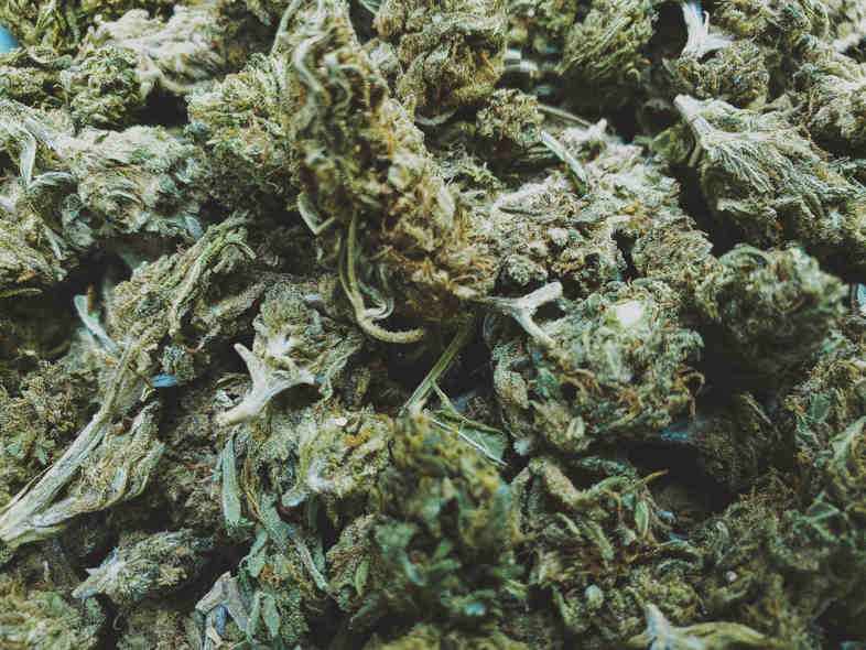 Gracias a la nueva normativa, en 2021 podrás comprar marihuana online