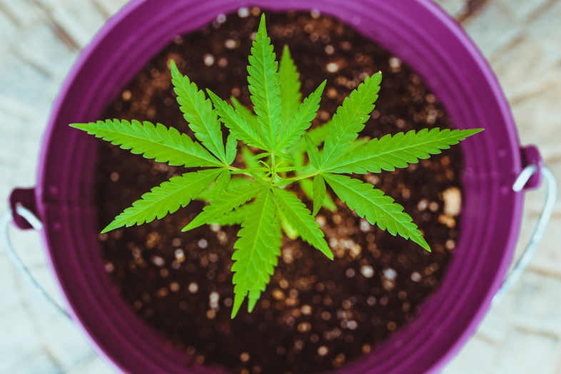 ¿Es legal o no cultivar cannabis en casa para uso personal?