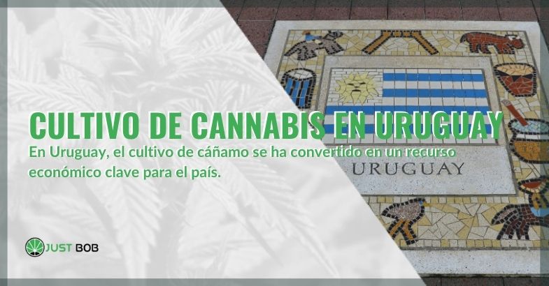 El cultivo de cannabis en Uruguay: un activo para el país