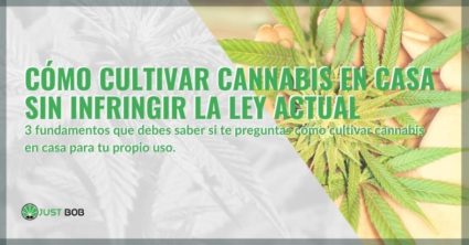 ¿Cómo se puede cultivar marihuana en casa sin infringir la ley?