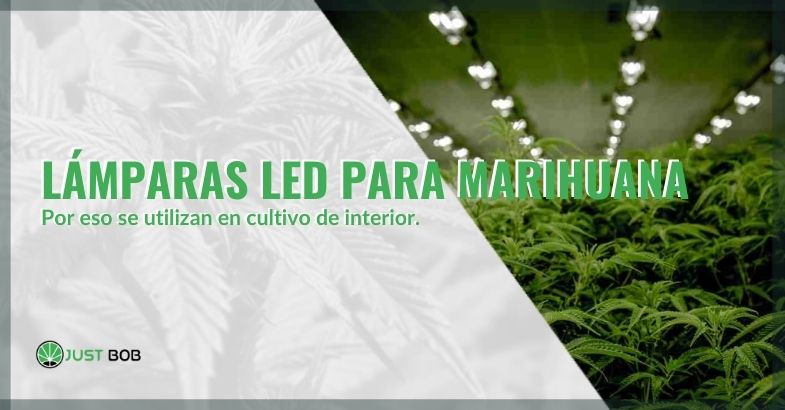 Por eso las lámparas LED se utilizan para el cultivo de cannabis en interiores.