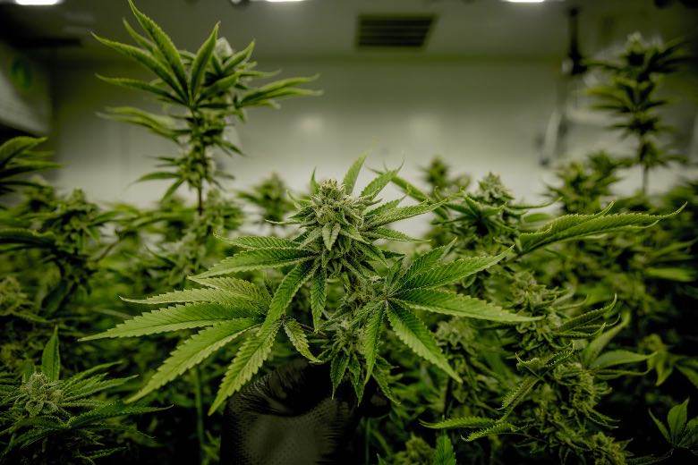 El cultivo de marihuana legal en Uruguay