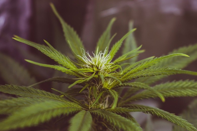 3 conceptos básicos que debes conocer para cultivar cannabis en casa