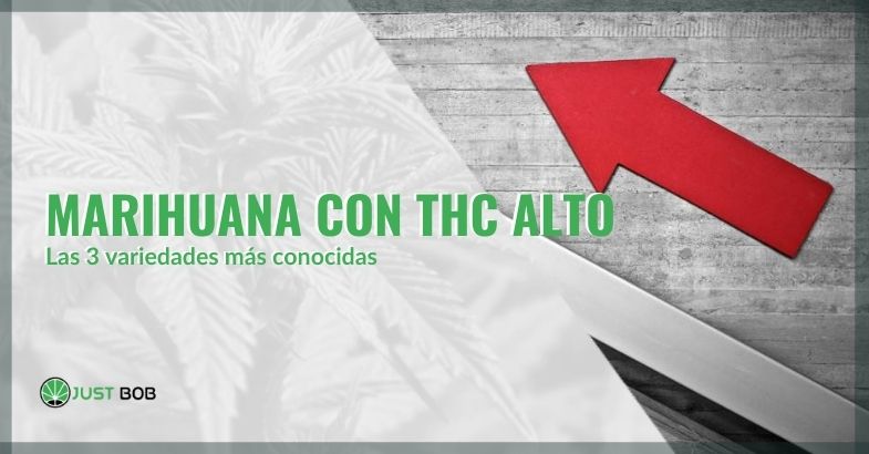 Tres variedades de marihuana con alto contenido de THC