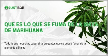 Que es lo que se fuma de la mata de marihuana