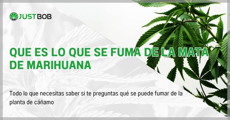 que-se-fuma-de-la-mata-de-la-marihuana Que es lo que se fuma de la mata de marihuana