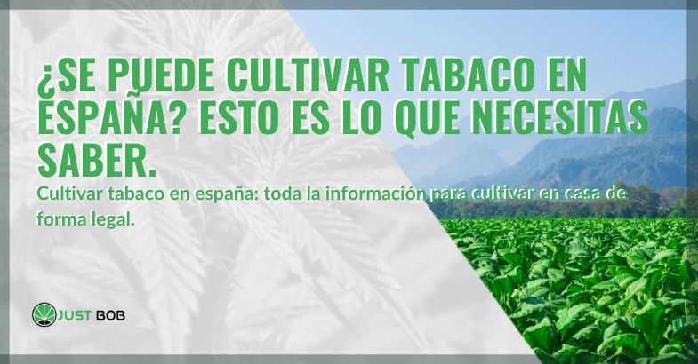 ¿Es posible cultivar tabaco en España?