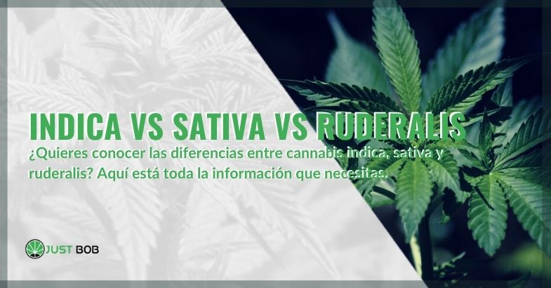 ¿Qué cannabis Indica, Sativa y Ruderalis elegir?