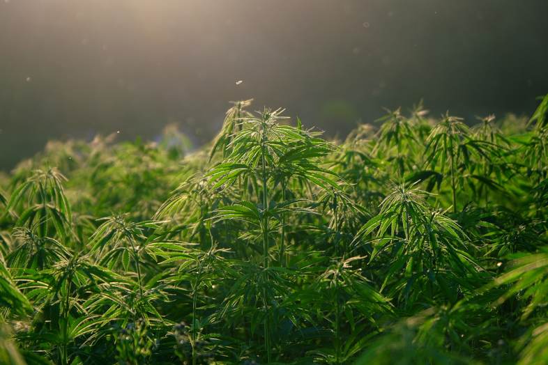 El mundo del cultivo de cannabis está creciendo en el futuro