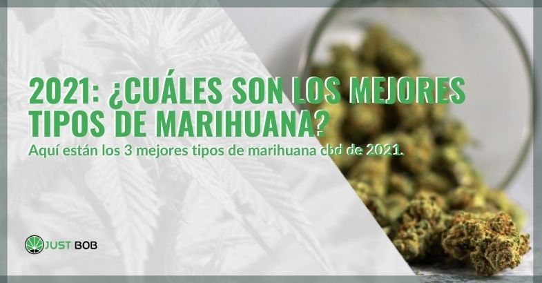 ¿Cuáles son los mejores tipos de marihuana en 2021?