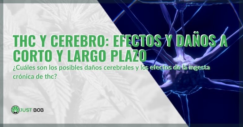 Efectos a corto y largo plazo del THC en el cerebro
